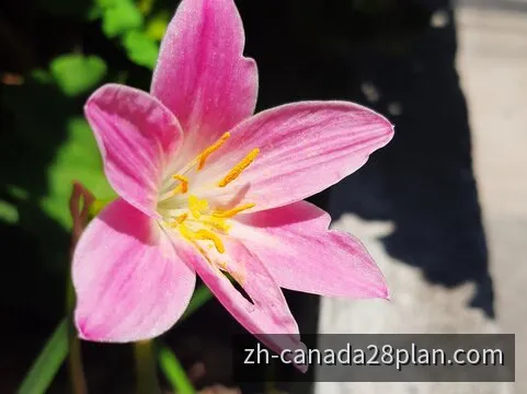 加拿大28方案结构与计划编排主题视觉